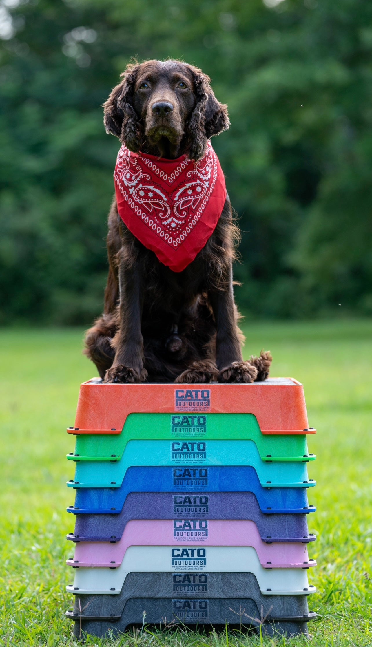 Pet Supplies : Cato Board - Dog Training Platform (Blue, Rubber Surface) 